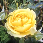 Yellow roses of Twinbrook